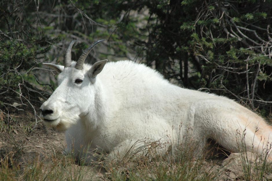 Observação de vida selvagem em Glacier Park