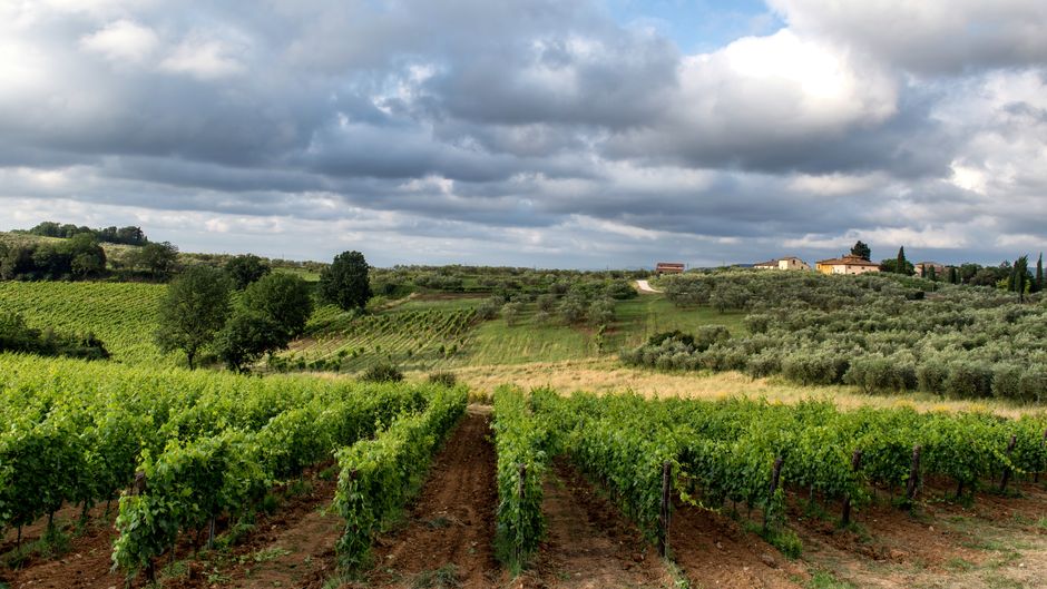 Degustação de Vinhos na Toscana